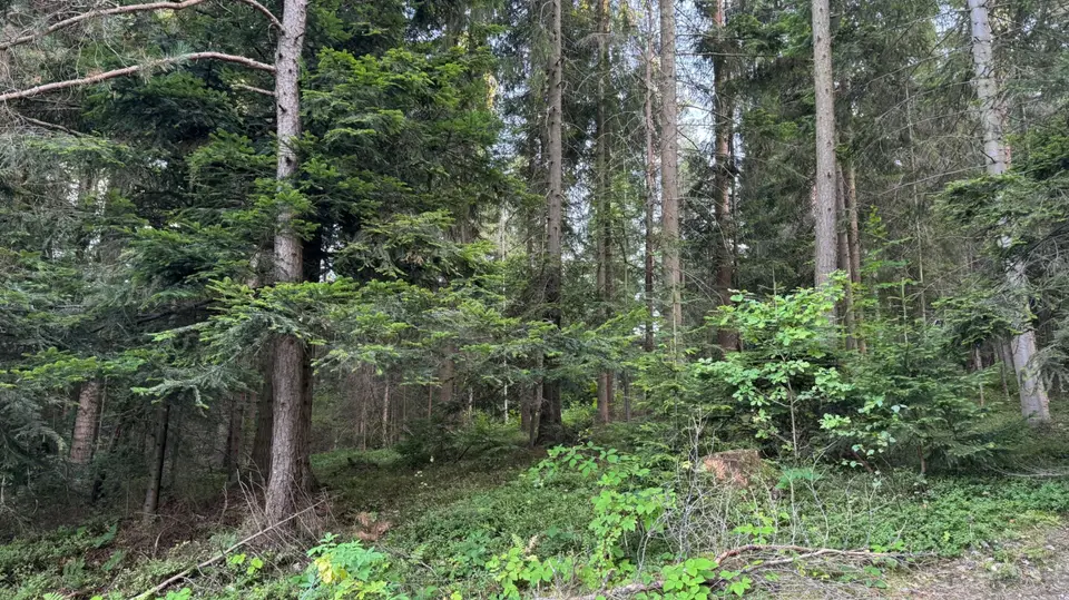 Zdjęcie 22