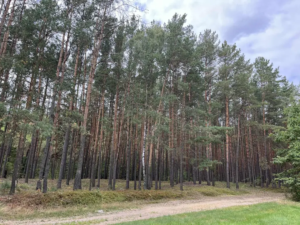 Zdjęcie 8