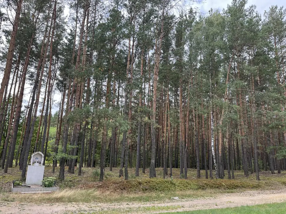 Zdjęcie 13