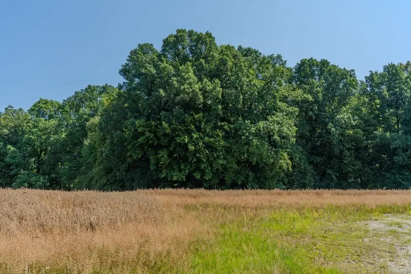 Zdjęcie 11