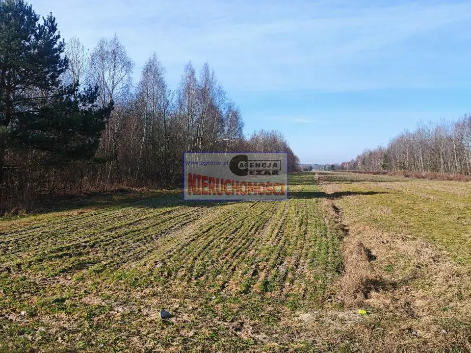 Zdjęcie 7