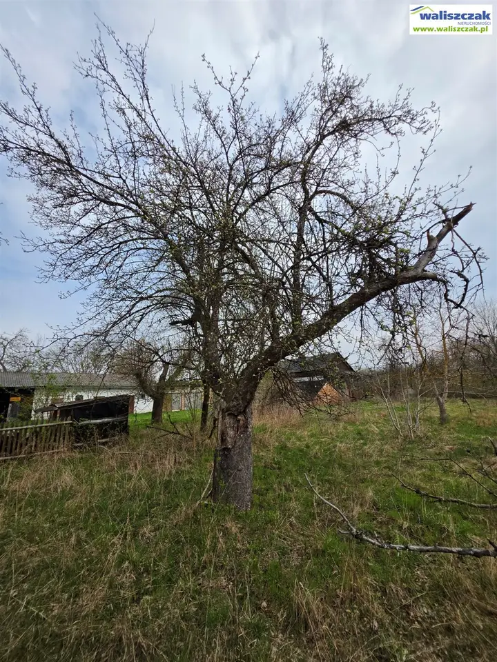 Zdjęcie 11