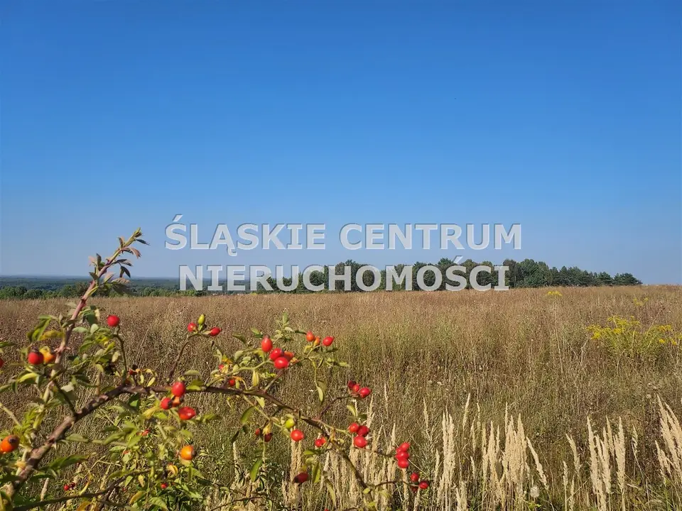 Zdjęcie 8