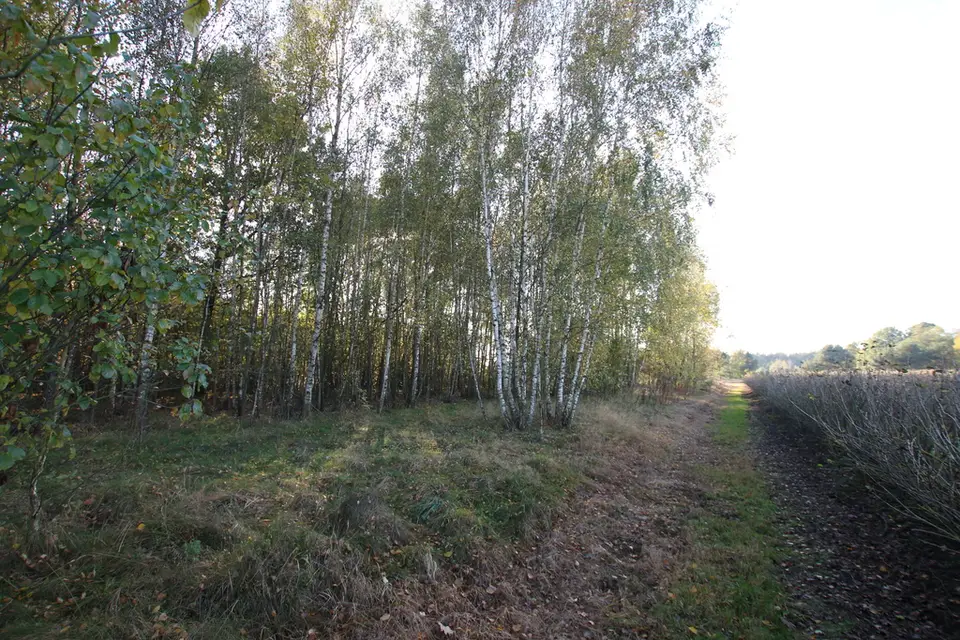 Zdjęcie 8