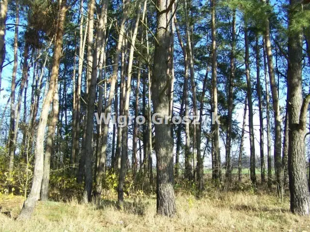 Zdjęcie 16