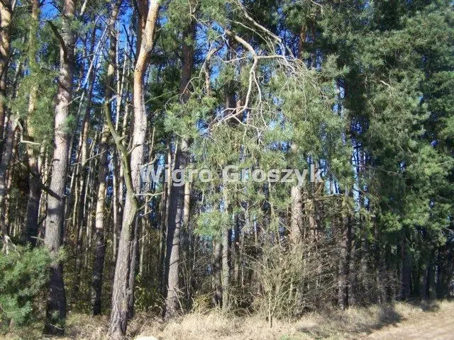 Zdjęcie 17