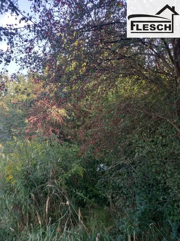 Zdjęcie 6
