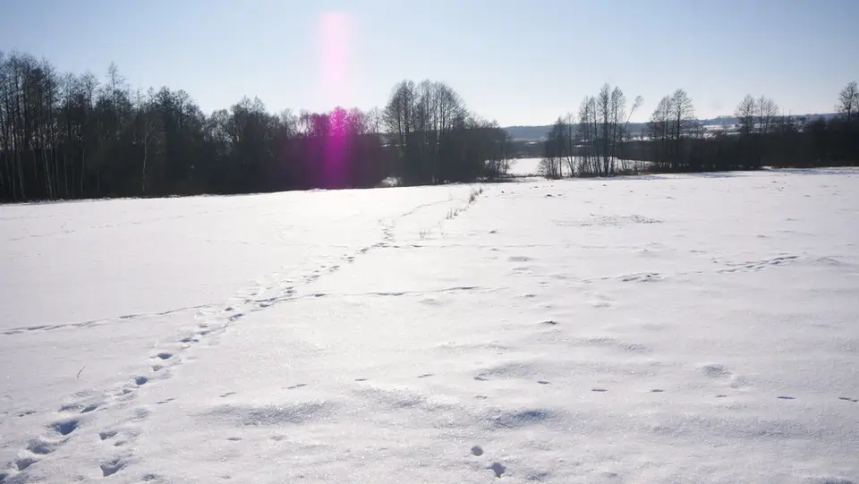 Zdjęcie 9