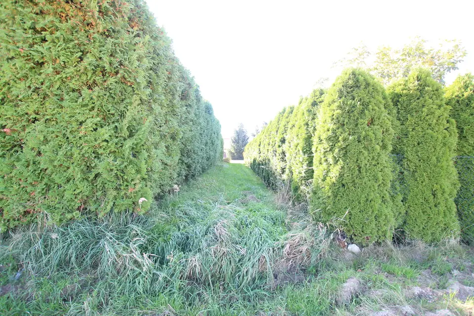 Zdjęcie 15