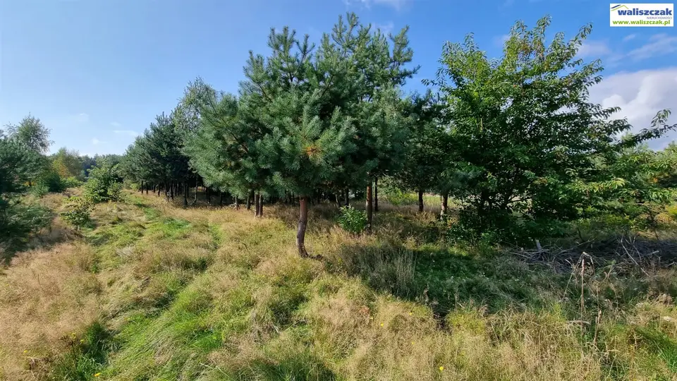 Zdjęcie 5