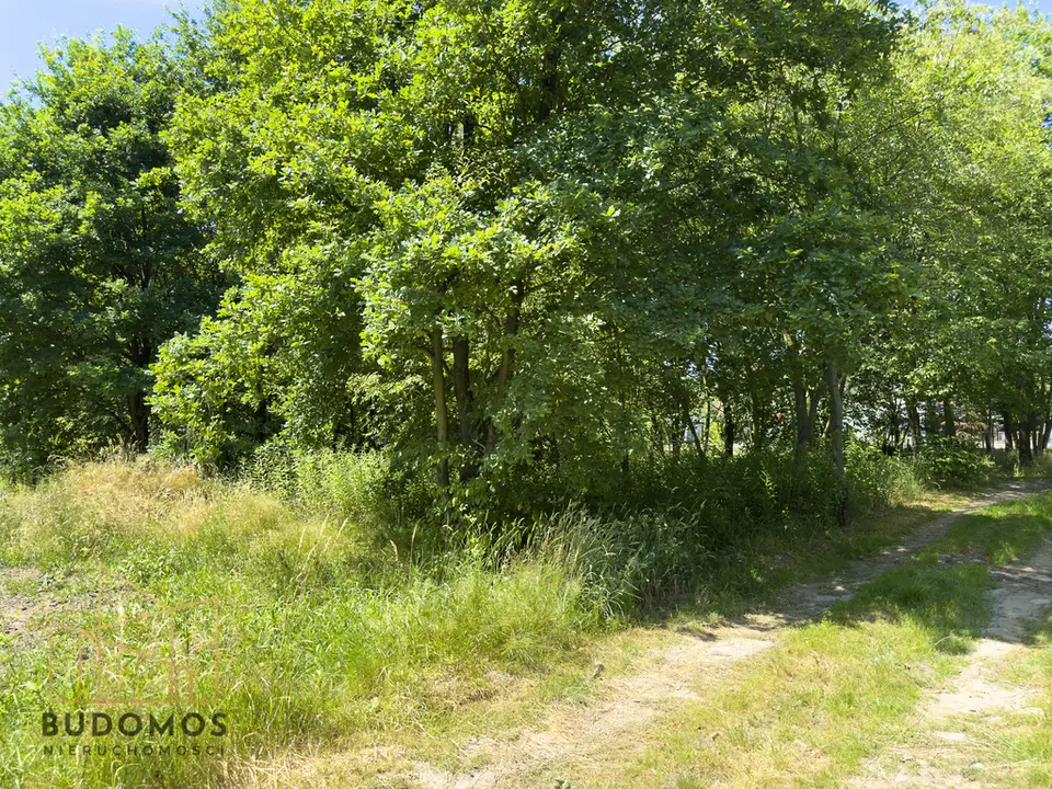 Zdjęcie 8