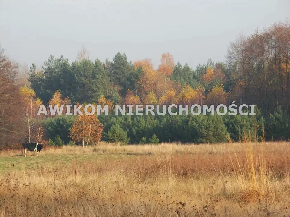 Działka siedliskowa i rolna 3,59 ha, Skierniewice, Borowiny
