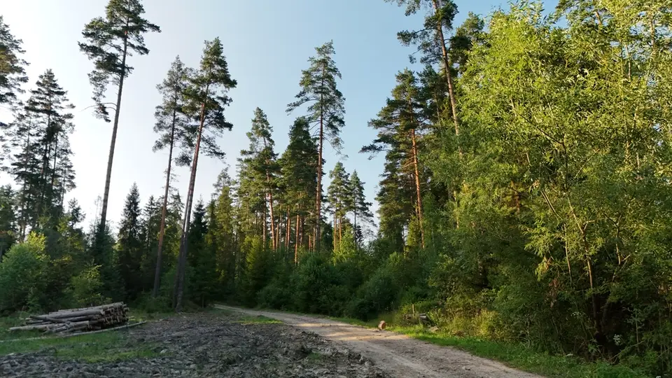 Zdjęcie 5