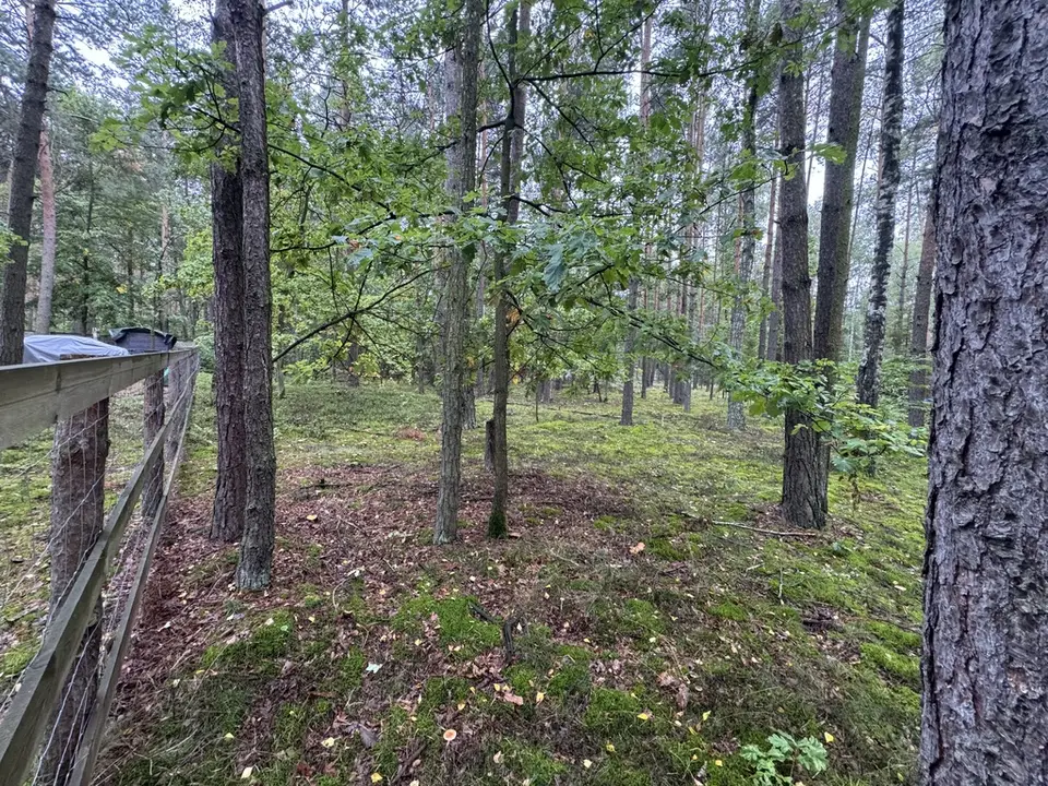 Zdjęcie 9