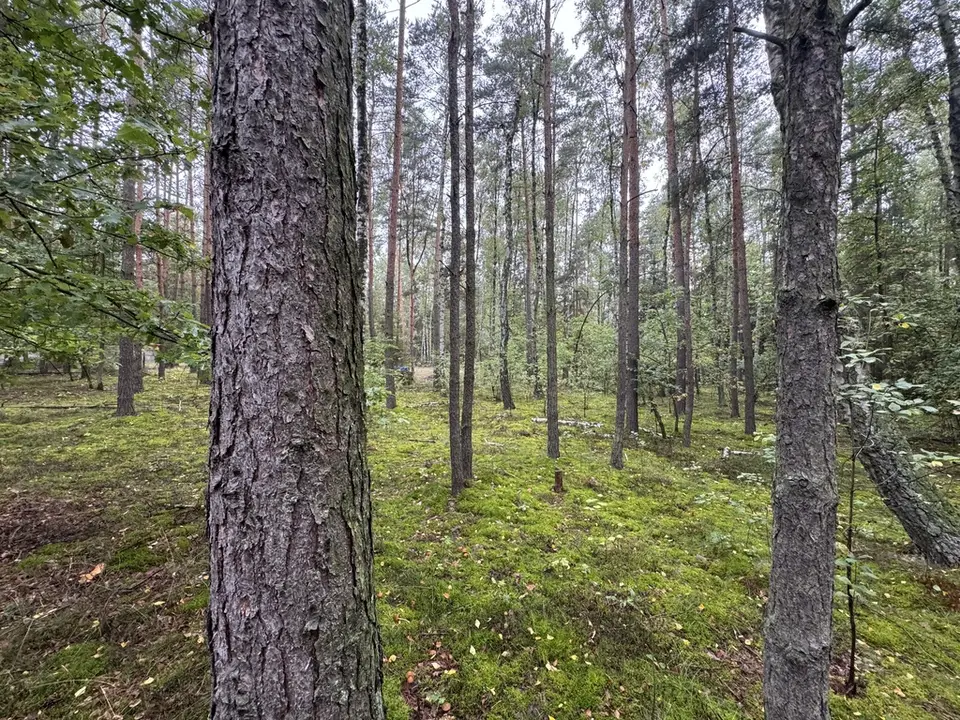 Zdjęcie 11
