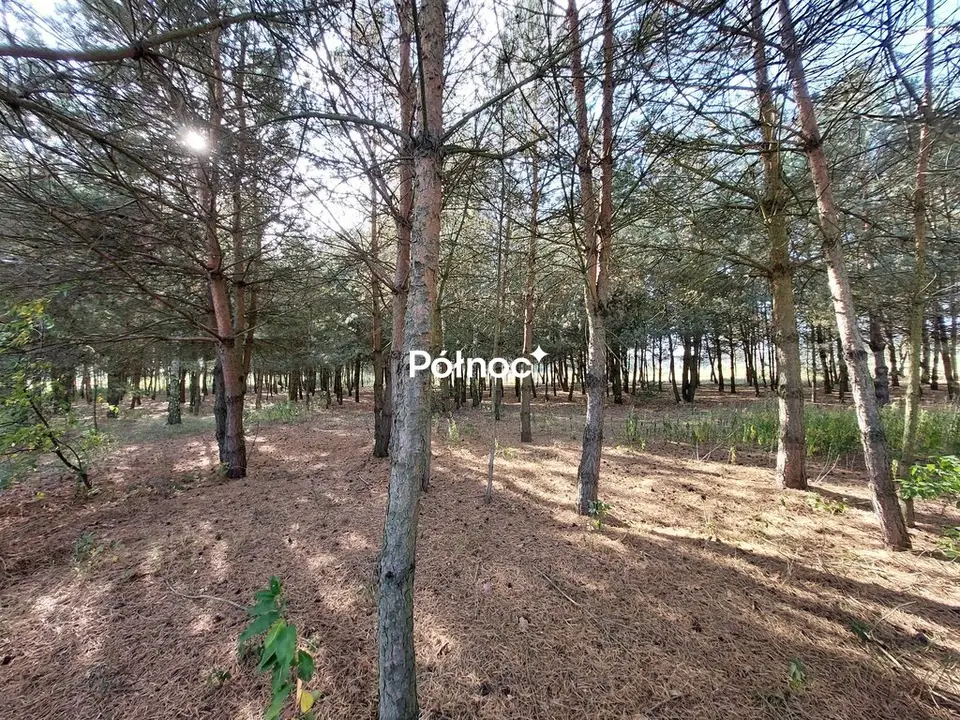 Zdjęcie 8