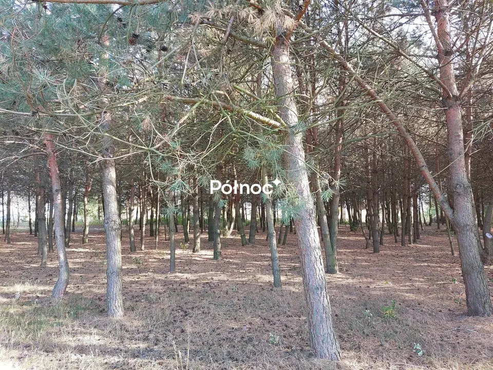 Zdjęcie 9
