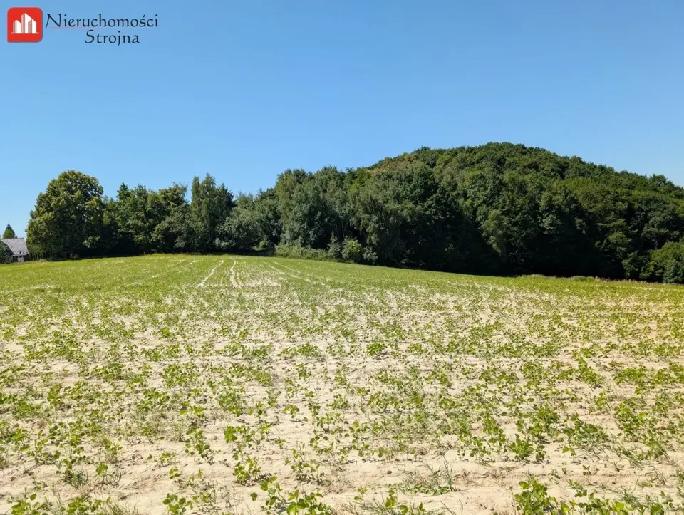 Zdjęcie 8