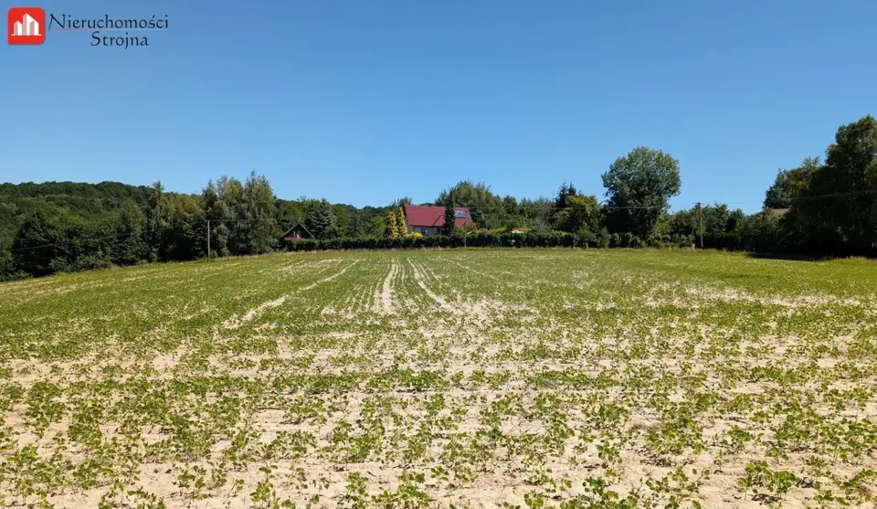 Zdjęcie 17