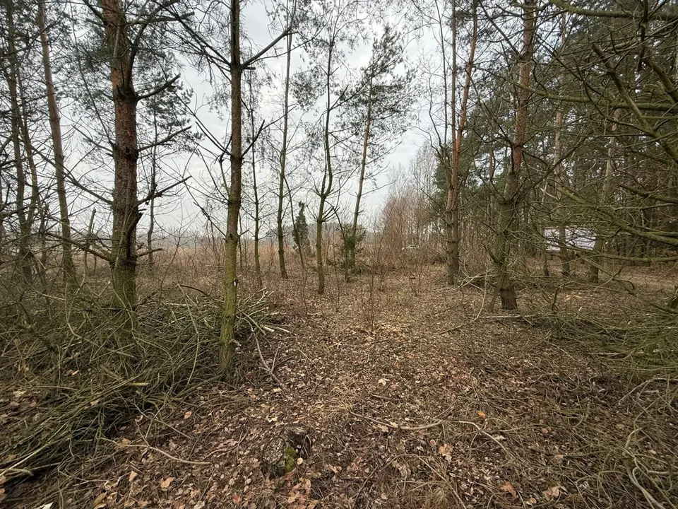 Zdjęcie 11