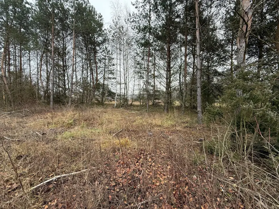 Zdjęcie 12