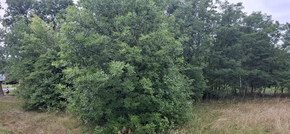 Zdjęcie 3