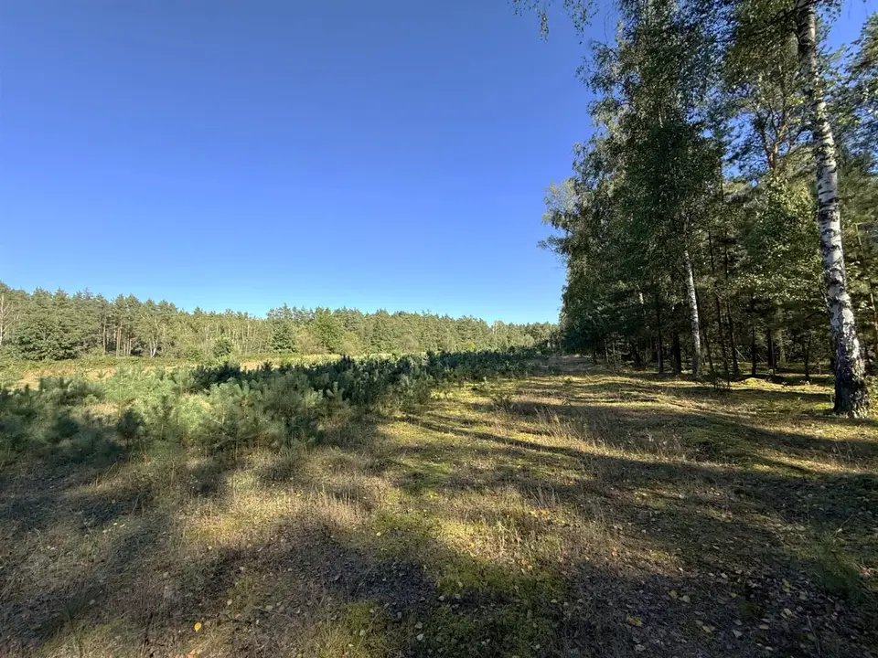 Zdjęcie 10