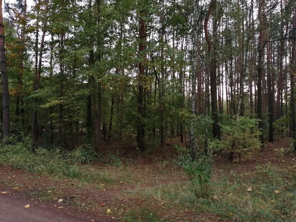 Zdjęcie 12