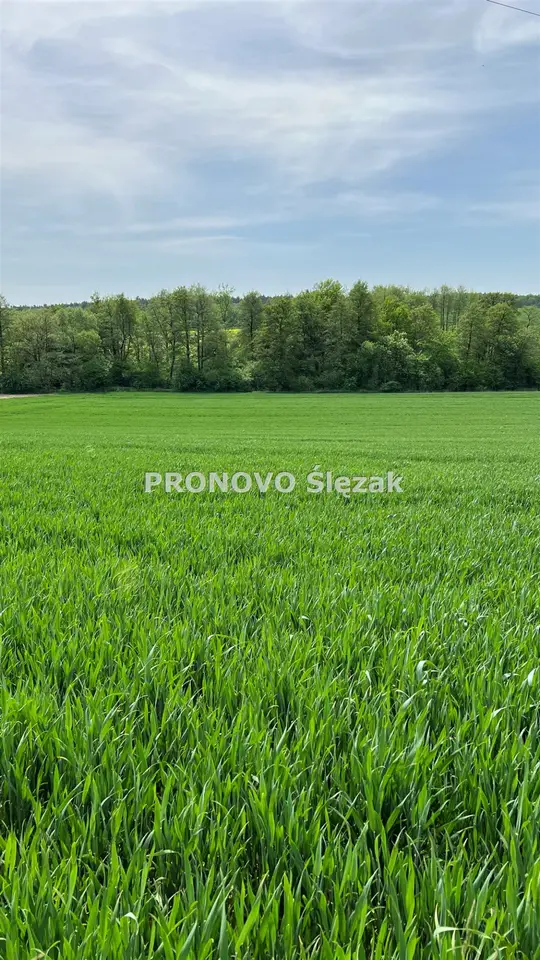 Działka budowlana 3 000 m², Borkowice