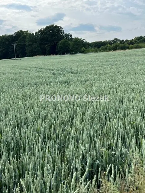 Zdjęcie 4