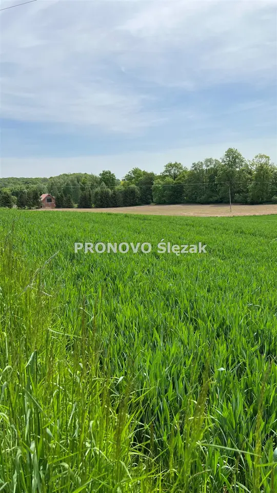 Zdjęcie 6