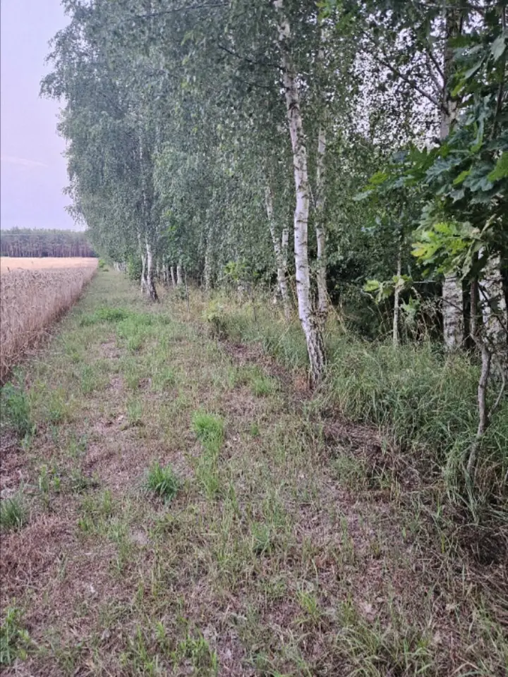 Zdjęcie 5