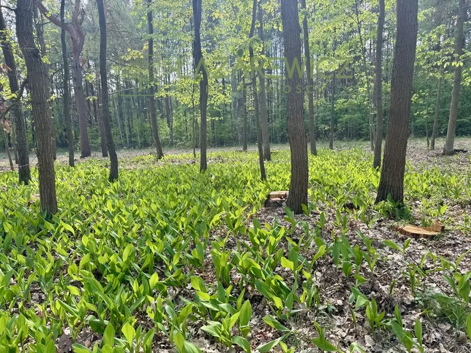 Zdjęcie 3